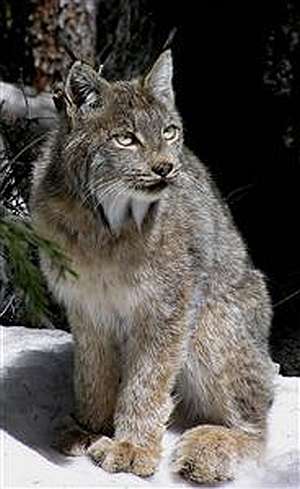 La Garita Canada Lynx, Tanya Shenk.